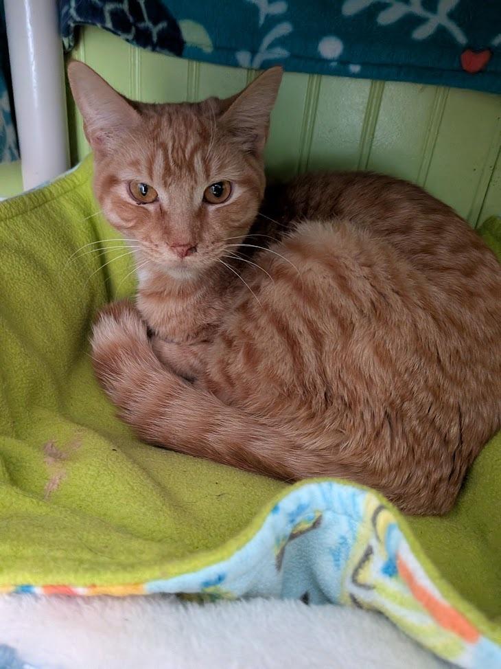 Enlarge Nebula, a Adoptable mixed breed in Bourbonnais, IL image 1/1