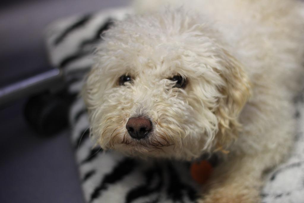 Fuzzy W(special needs), Adoptable, Young Male Poodle & Bichon Frise.