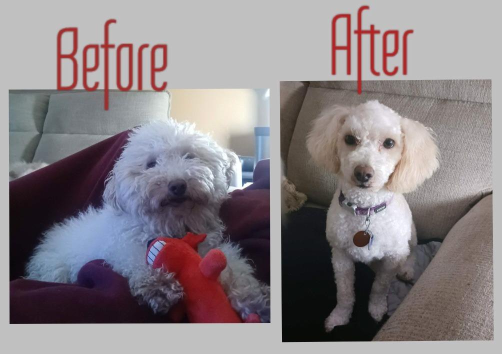 Fuzzy W, Adoptable, Young Male Poodle & Bichon Frise.