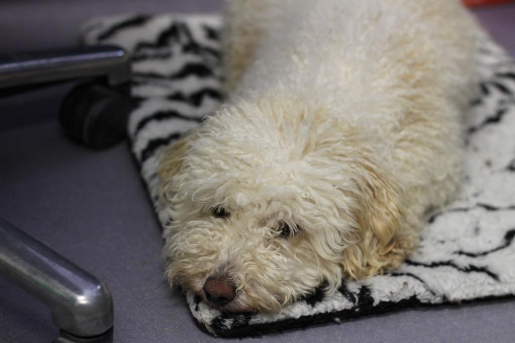 Fuzzy W(special needs), a Adoptable mixed breed in Rockford, IL image 2/3