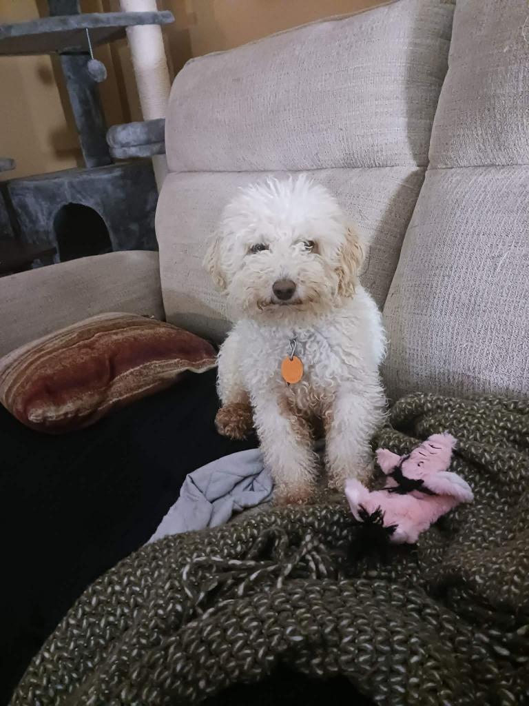 Fuzzy W(special needs), a Adoptable mixed breed in Rockford, IL image 3/3