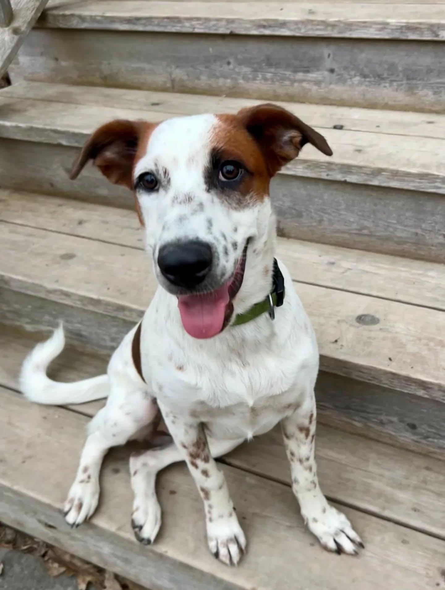 Enlarge Stitch, an adopted Mixed Breed in Kitchener, ON image 1/6