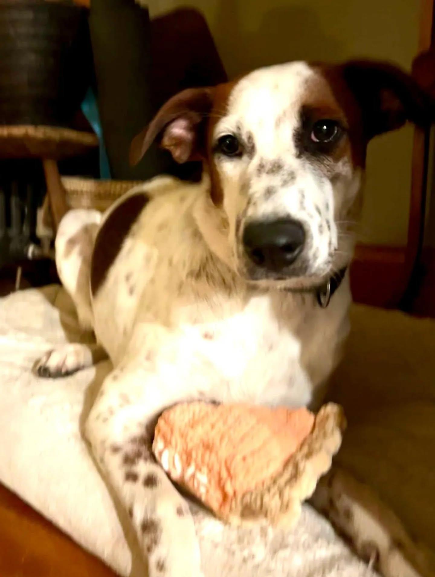 Enlarge Stitch, an adopted Mixed Breed in Kitchener, ON image 6/6