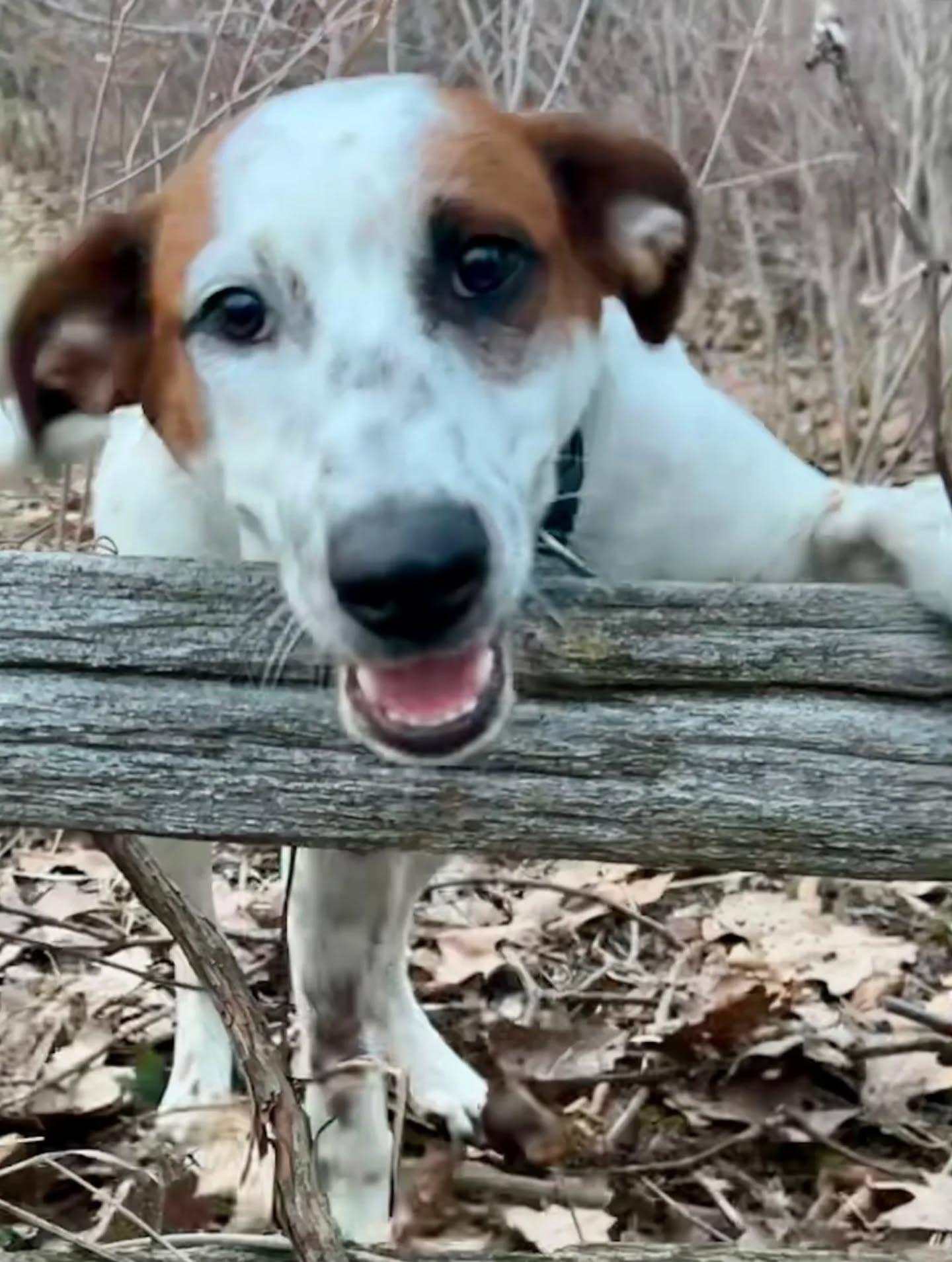 Enlarge Stitch, an adopted Mixed Breed in Kitchener, ON image 2/6