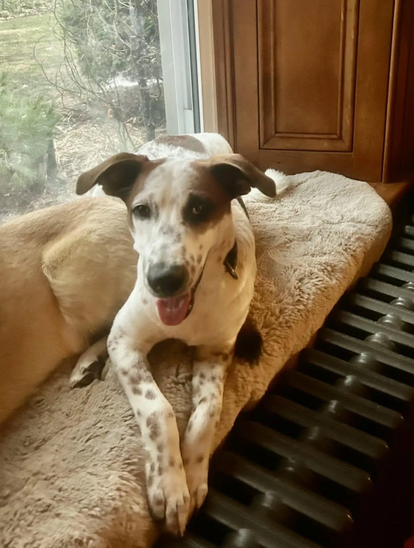 Enlarge Stitch, an adopted Mixed Breed in Kitchener, ON image 5/6