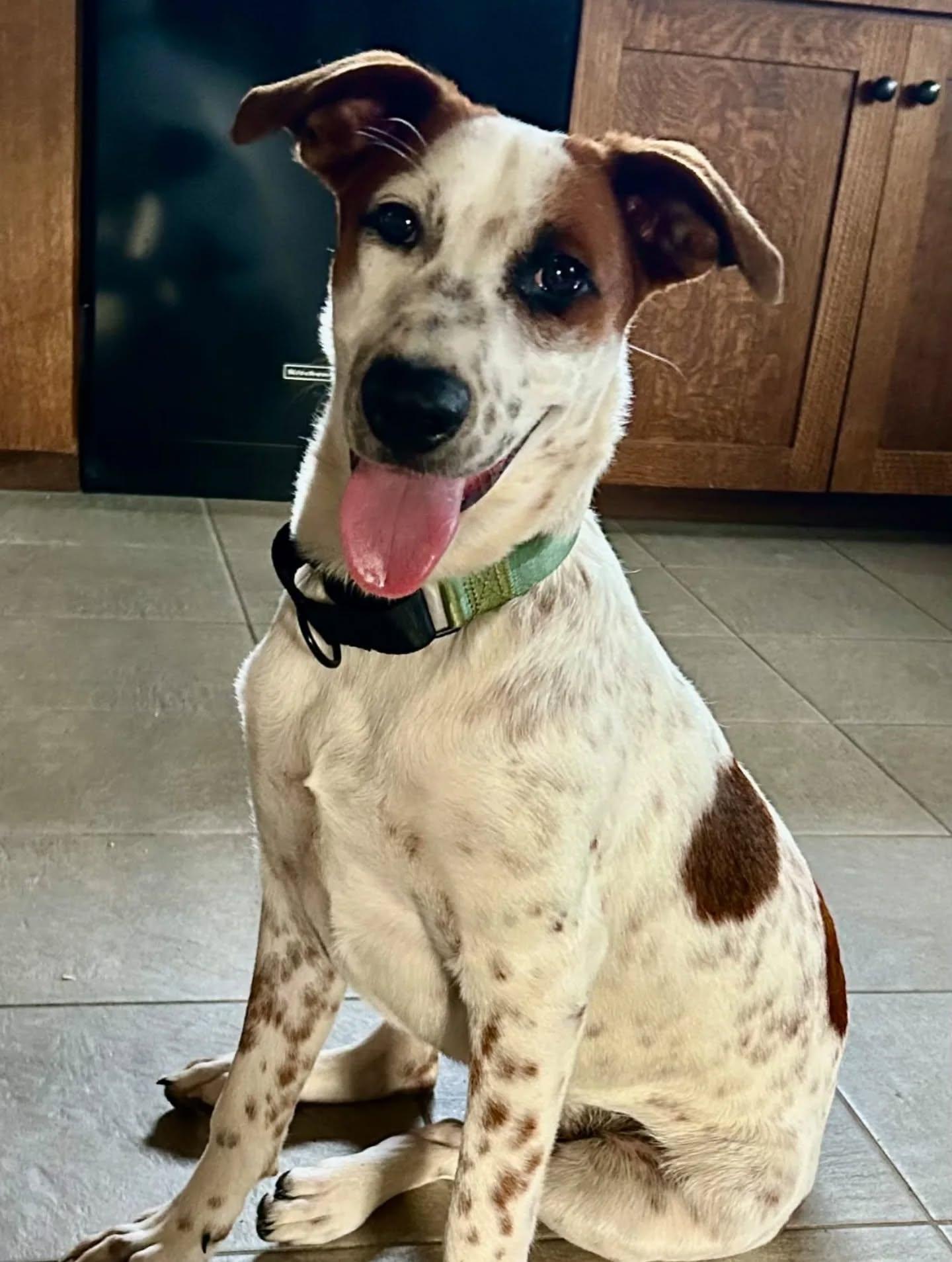 Enlarge Stitch, an adopted Mixed Breed in Kitchener, ON image 4/6