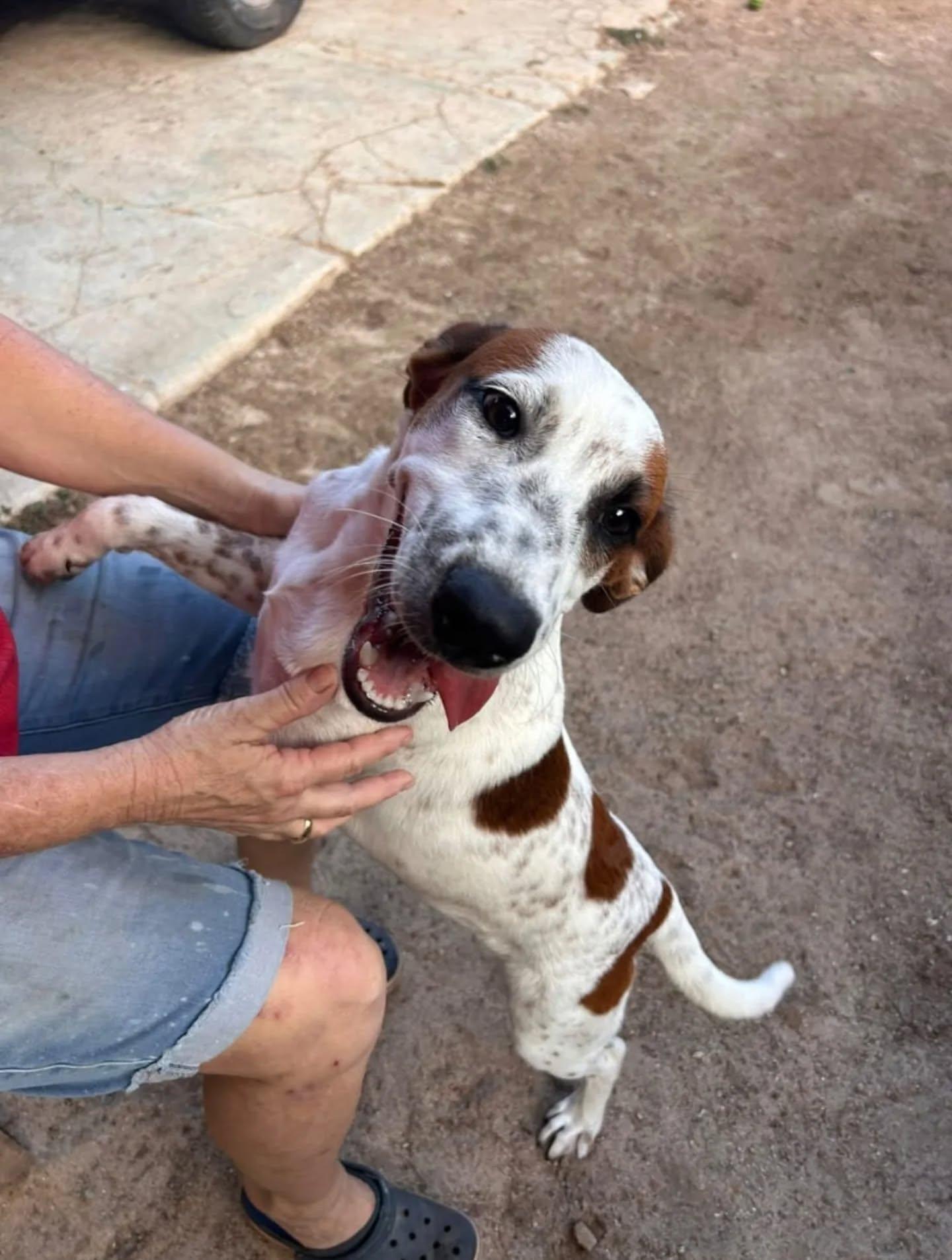 Enlarge Stitch, an adopted Mixed Breed in Kitchener, ON image 3/6