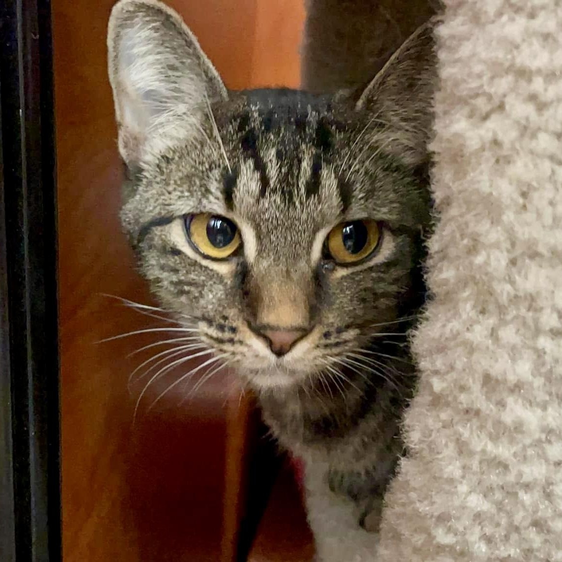 Enlarge Presley Storm, a Adoptable Tabby in Memphis, TN image 2/6