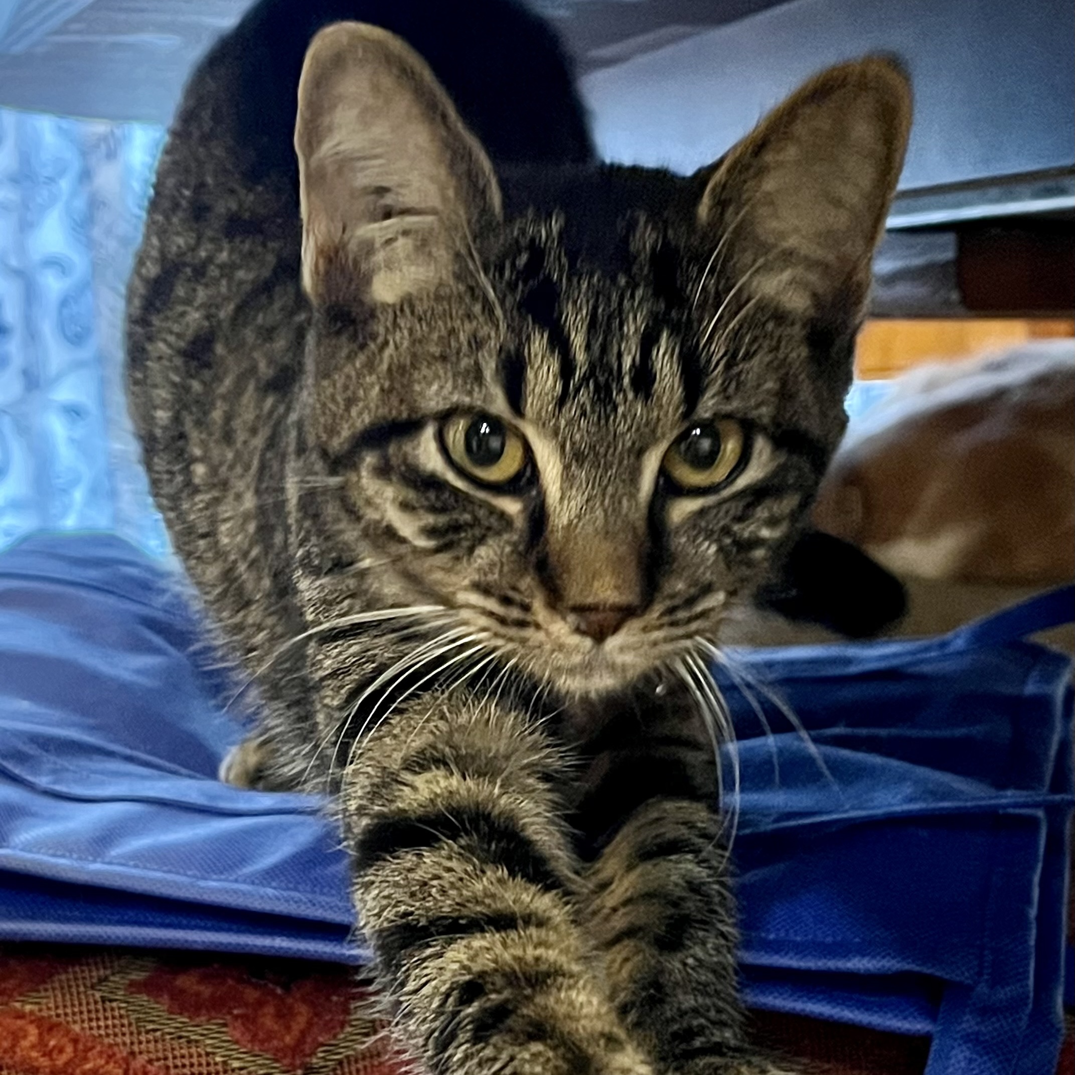 Enlarge Presley Storm, a Adoptable Tabby in Memphis, TN image 4/6