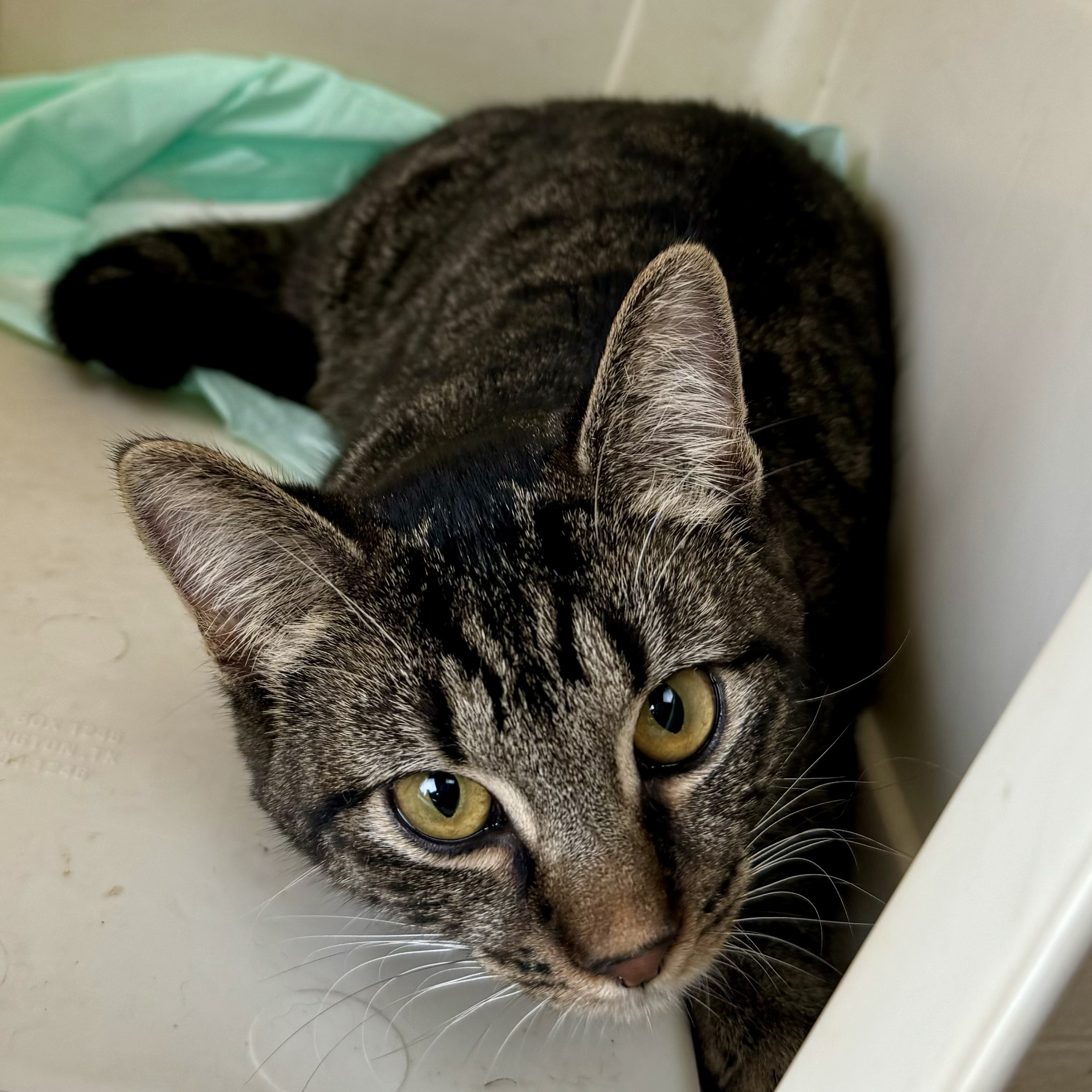 Presley Storm, Adoptable, Adult Female Tabby.