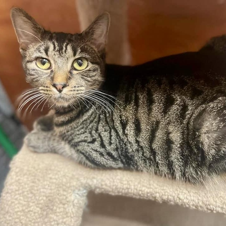 Enlarge Presley Storm, a Adoptable Tabby in Memphis, TN image 6/6