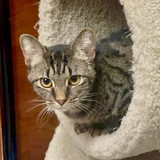 Enlarge Presley Storm, a Adoptable Tabby in Memphis, TN image 3/6