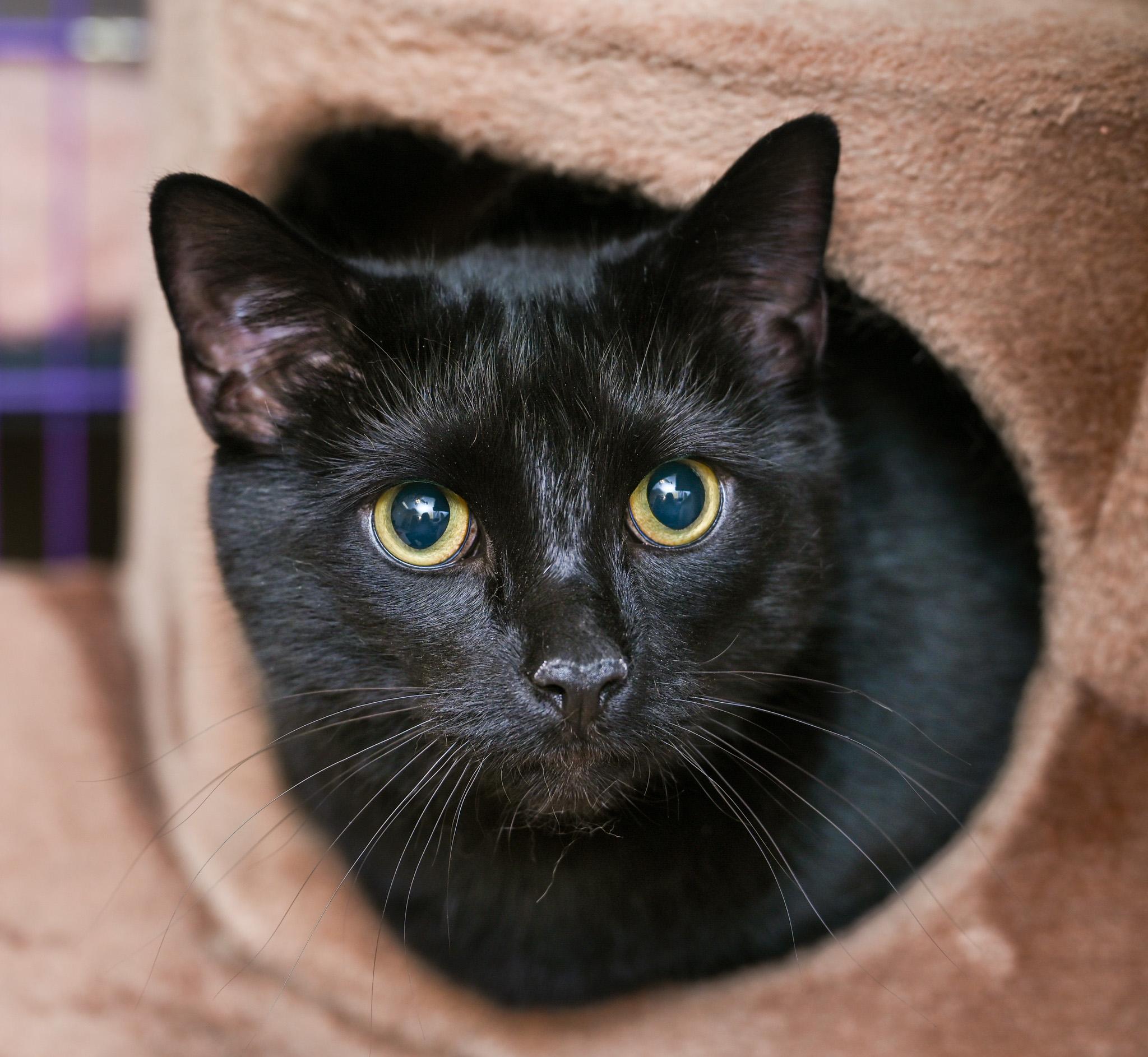 Sirius Black & Dobby (bonded pair)