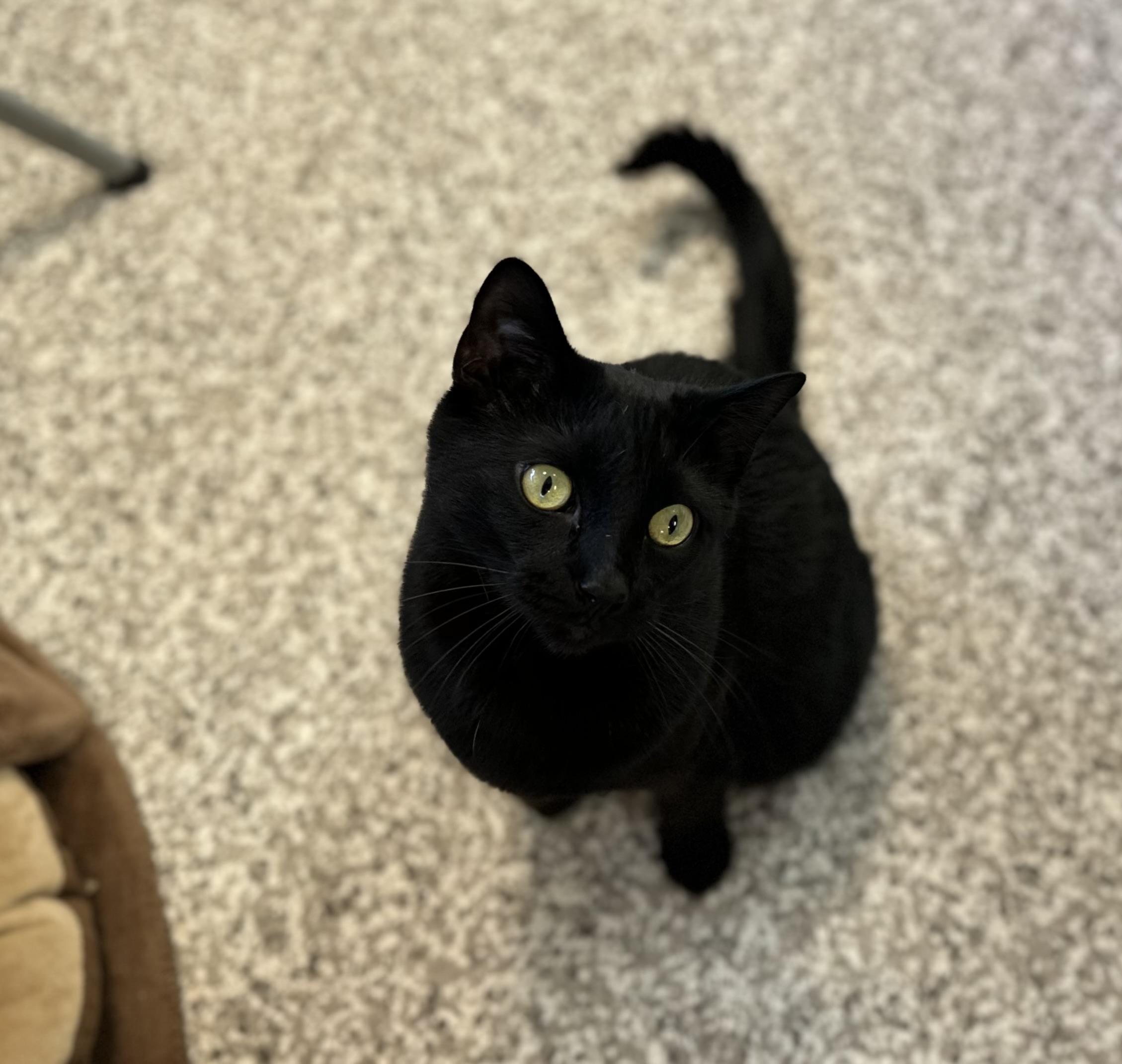 Sirius Black & Dobby (bonded pair)