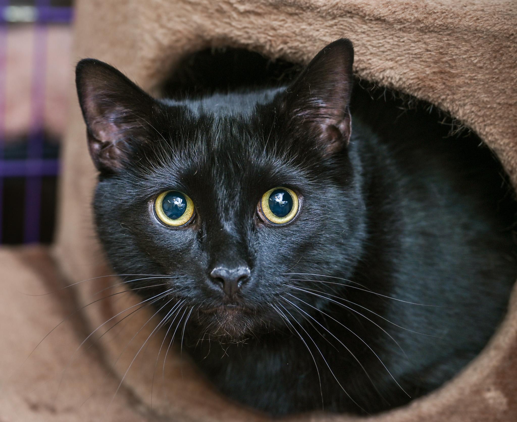 Sirius Black & Dobby (bonded pair)