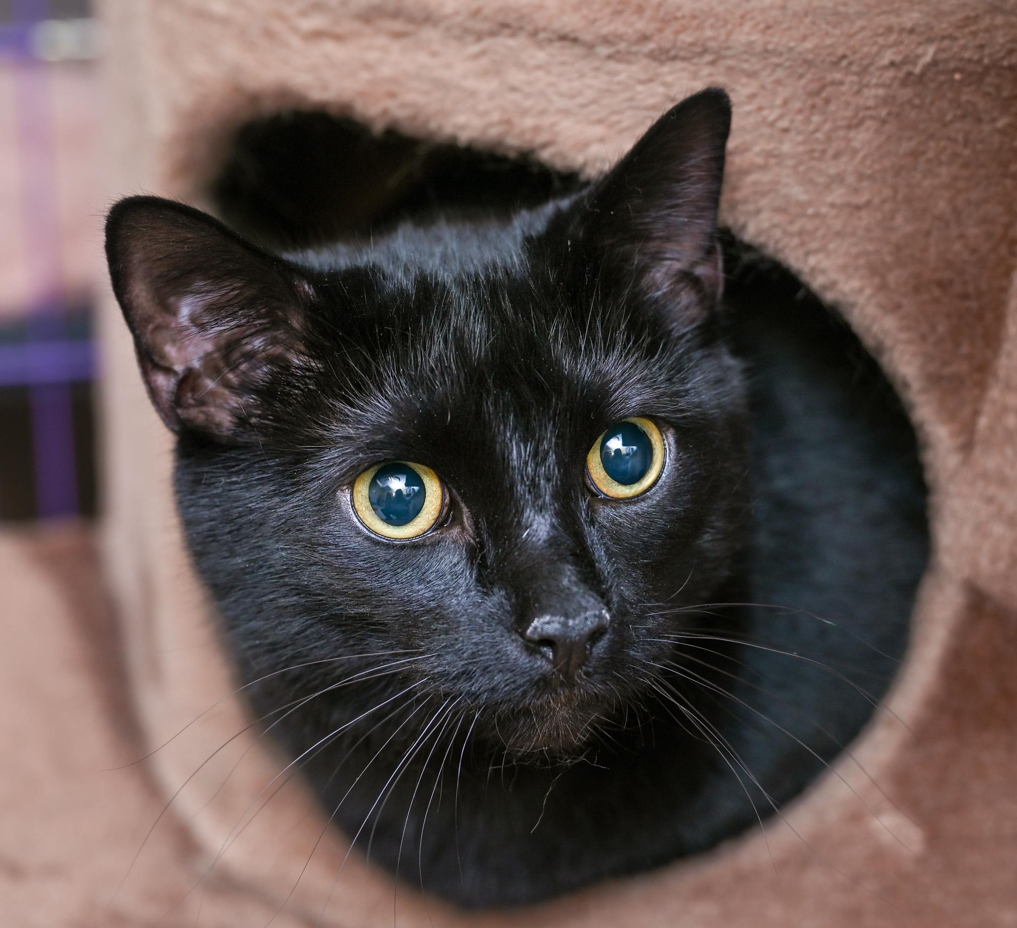 Sirius Black & Dobby (bonded pair)