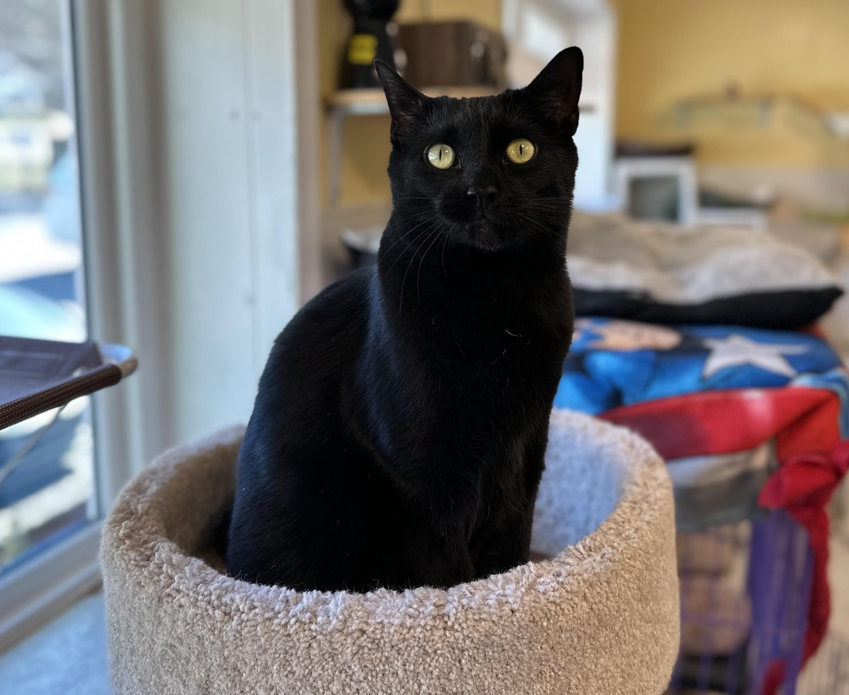 Sirius Black & Dobby (bonded pair)