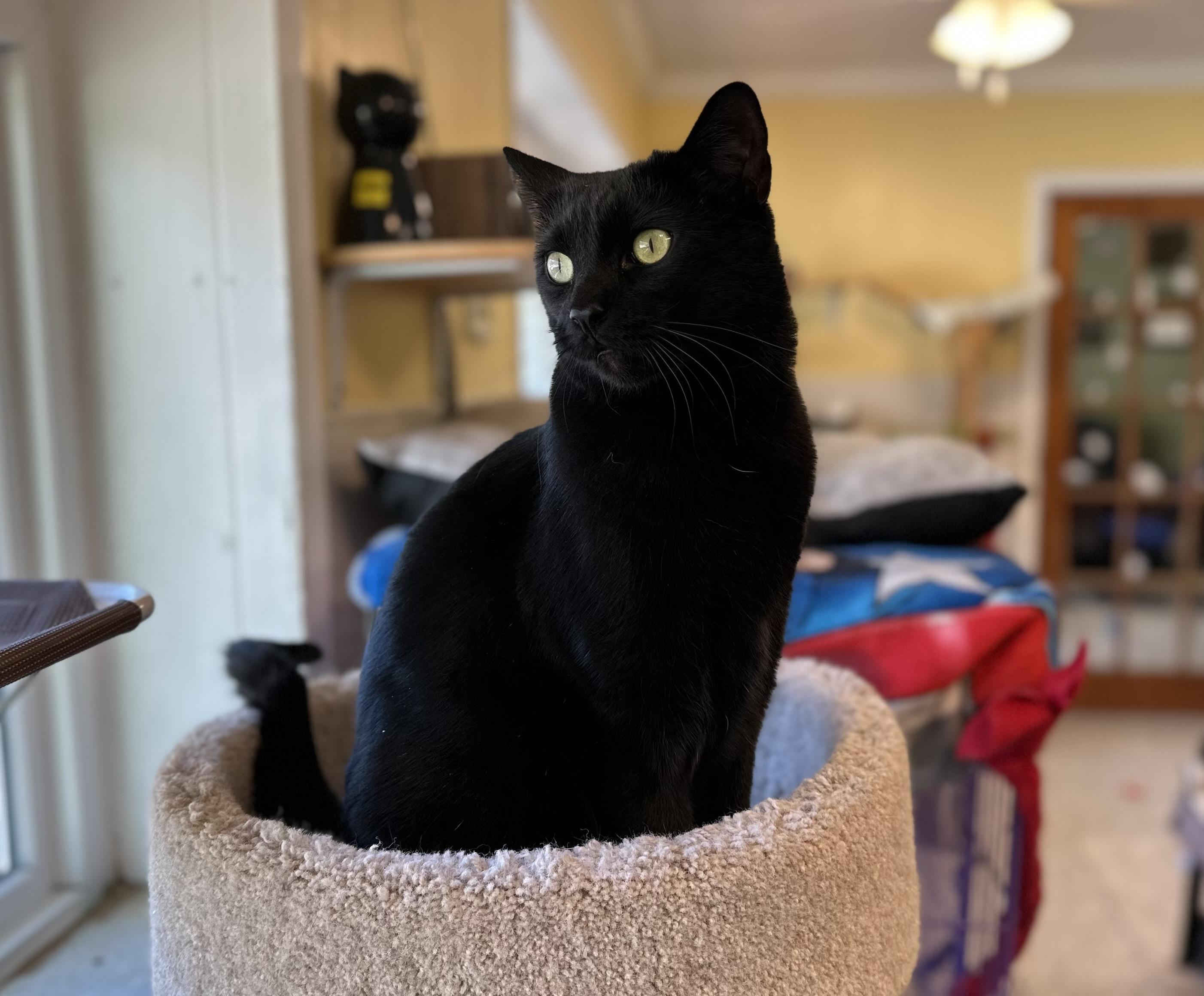 Sirius Black & Dobby (bonded pair)