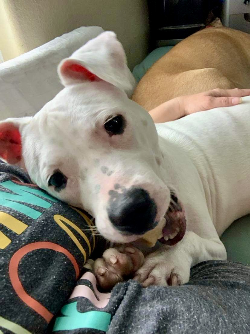 Elliott, an adoptable American Staffordshire Terrier in Seattle, WA, 98106 | Photo Image 4