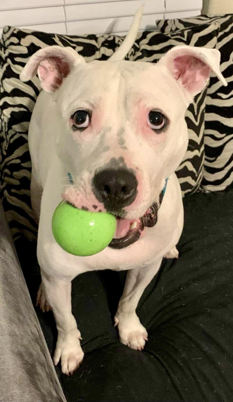 Elliott, an adoptable American Staffordshire Terrier in Seattle, WA, 98106 | Photo Image 2