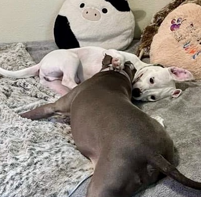 Elliott, an adoptable American Staffordshire Terrier in Seattle, WA, 98106 | Photo Image 5