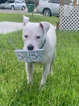 Elliott, an adoptable American Staffordshire Terrier in Seattle, WA, 98106 | Photo Image 6