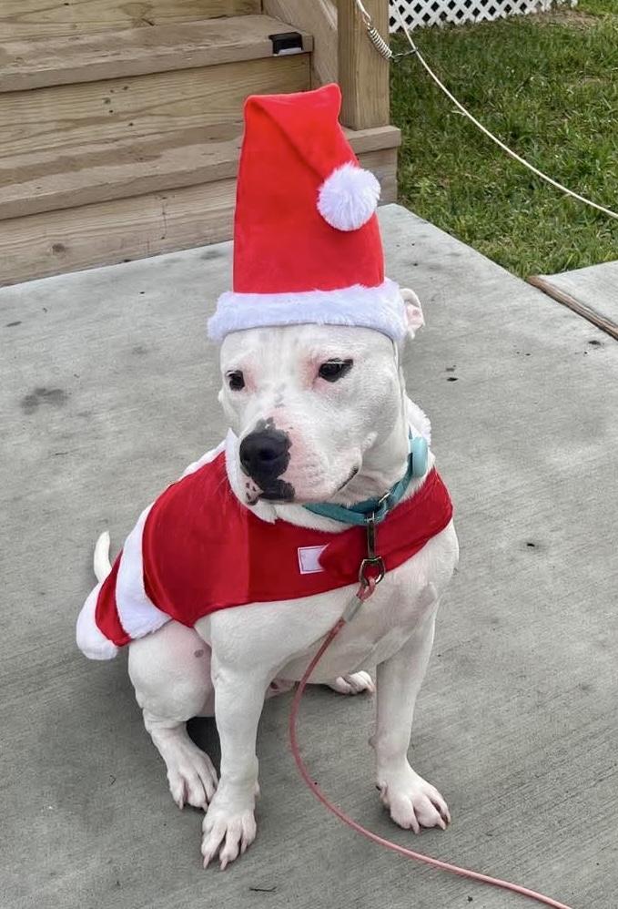 Elliott, an adoptable American Staffordshire Terrier in Seattle, WA, 98106 | Photo Image 1