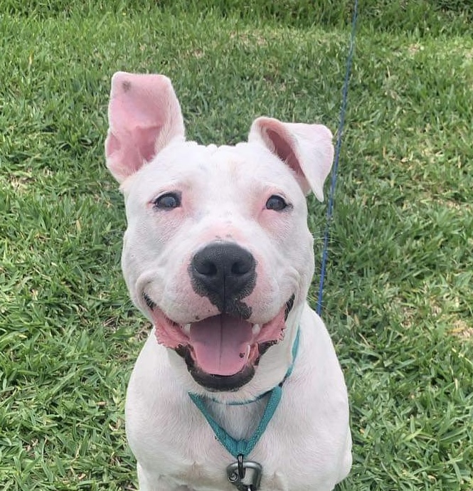 Elliott, an adoptable American Staffordshire Terrier in Seattle, WA, 98106 | Photo Image 3