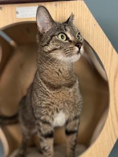 Holly, ADOPTABLE, Young Female Domestic Short Hair.
