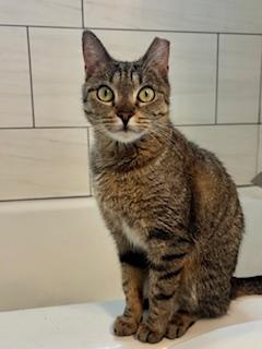 Enlarge Holly, a ADOPTABLE Domestic Short Hair in Fairfax, VA image 5/6