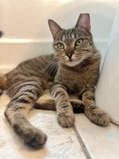 Enlarge Holly, a ADOPTABLE Domestic Short Hair in Fairfax, VA image 6/6