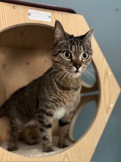 Enlarge Holly, a ADOPTABLE Domestic Short Hair in Fairfax, VA image 2/6
