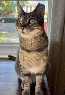 Holly the Tabby Cat , a ADOPTABLE Domestic Short Hair in Fairfax, VA image 2/6