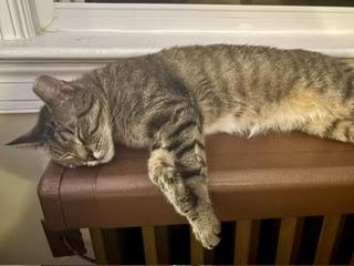 Holly the Tabby Cat , ADOPTABLE, Young Female Domestic Short Hair.