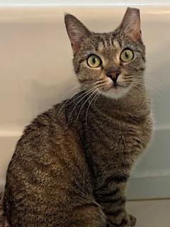 Enlarge Holly, a ADOPTABLE Domestic Short Hair in Fairfax, VA image 4/6