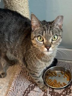 Enlarge Holly, a ADOPTABLE Domestic Short Hair in Fairfax, VA image 3/6