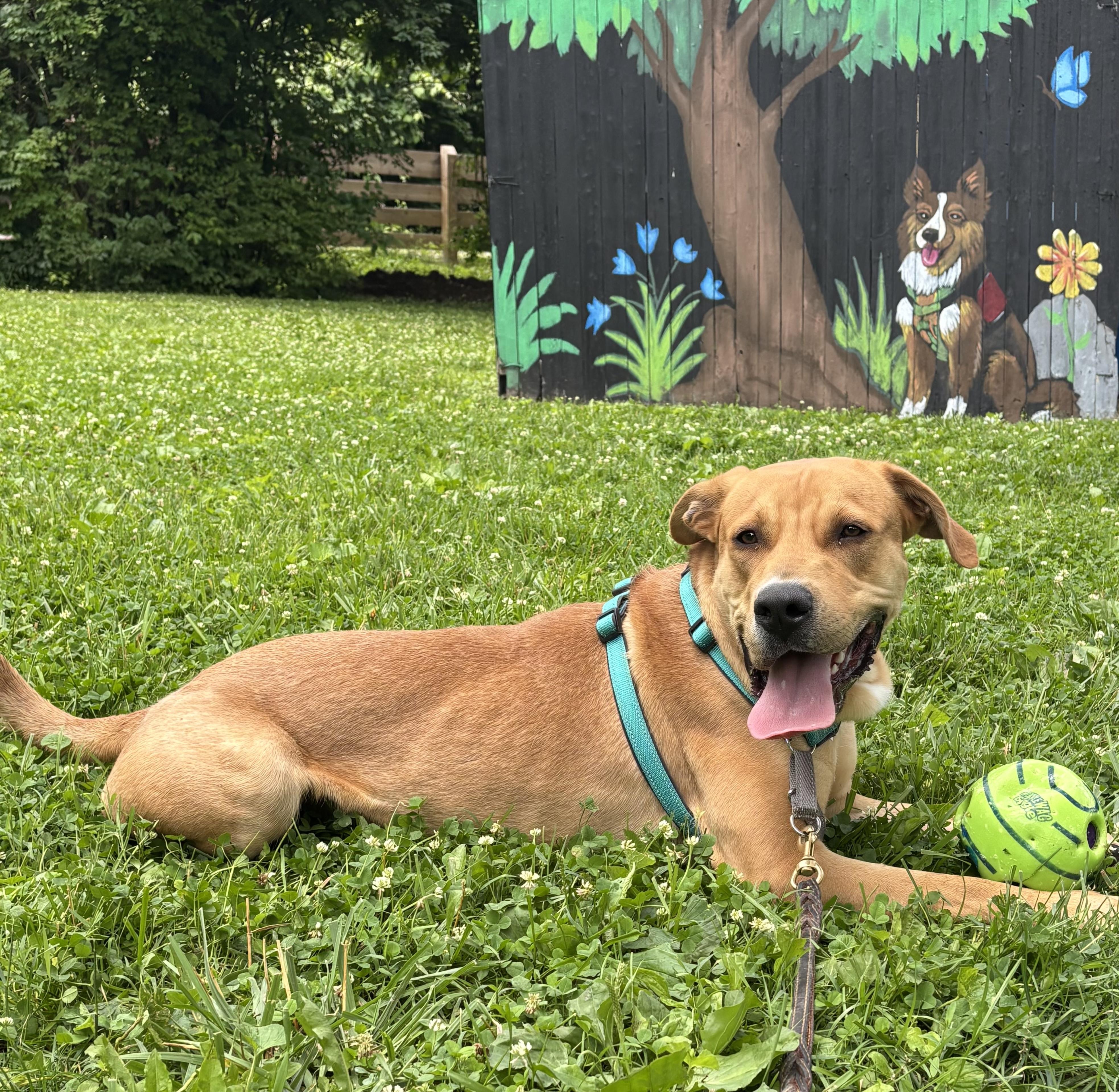 Jenson, ADOPTABLE, Young Male Labrador Retriever.