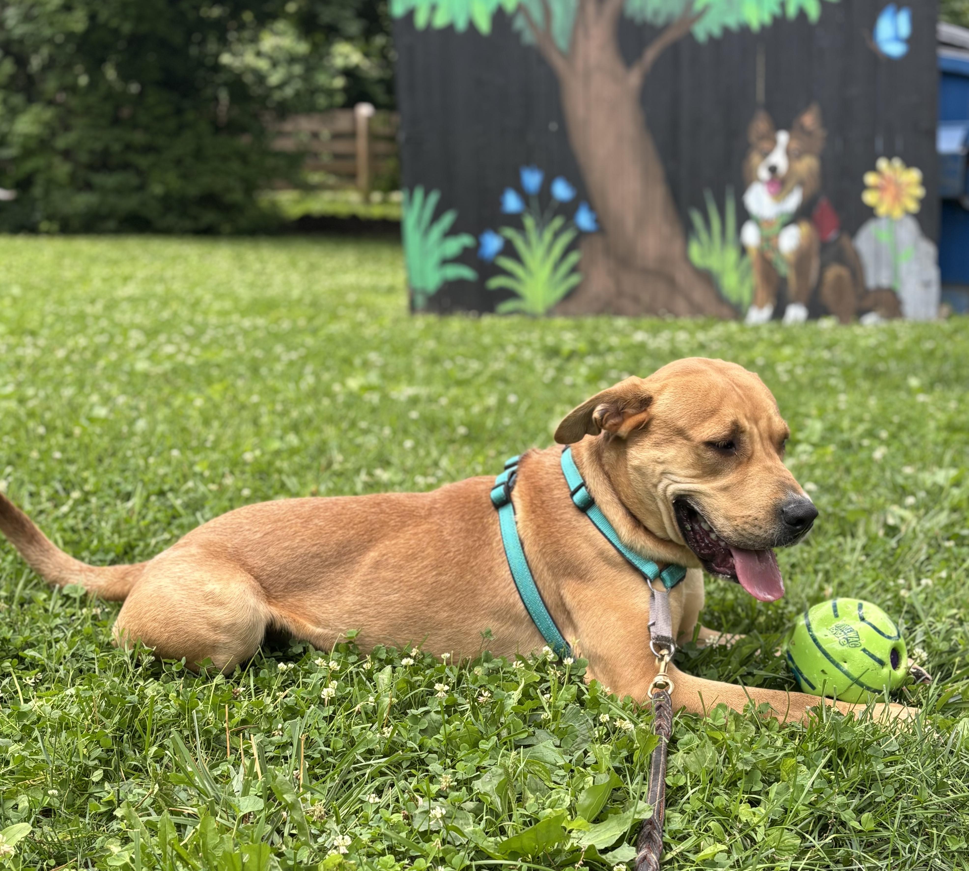 Jenson, a ADOPTABLE mixed breed in Indianapolis, IN image 2/2