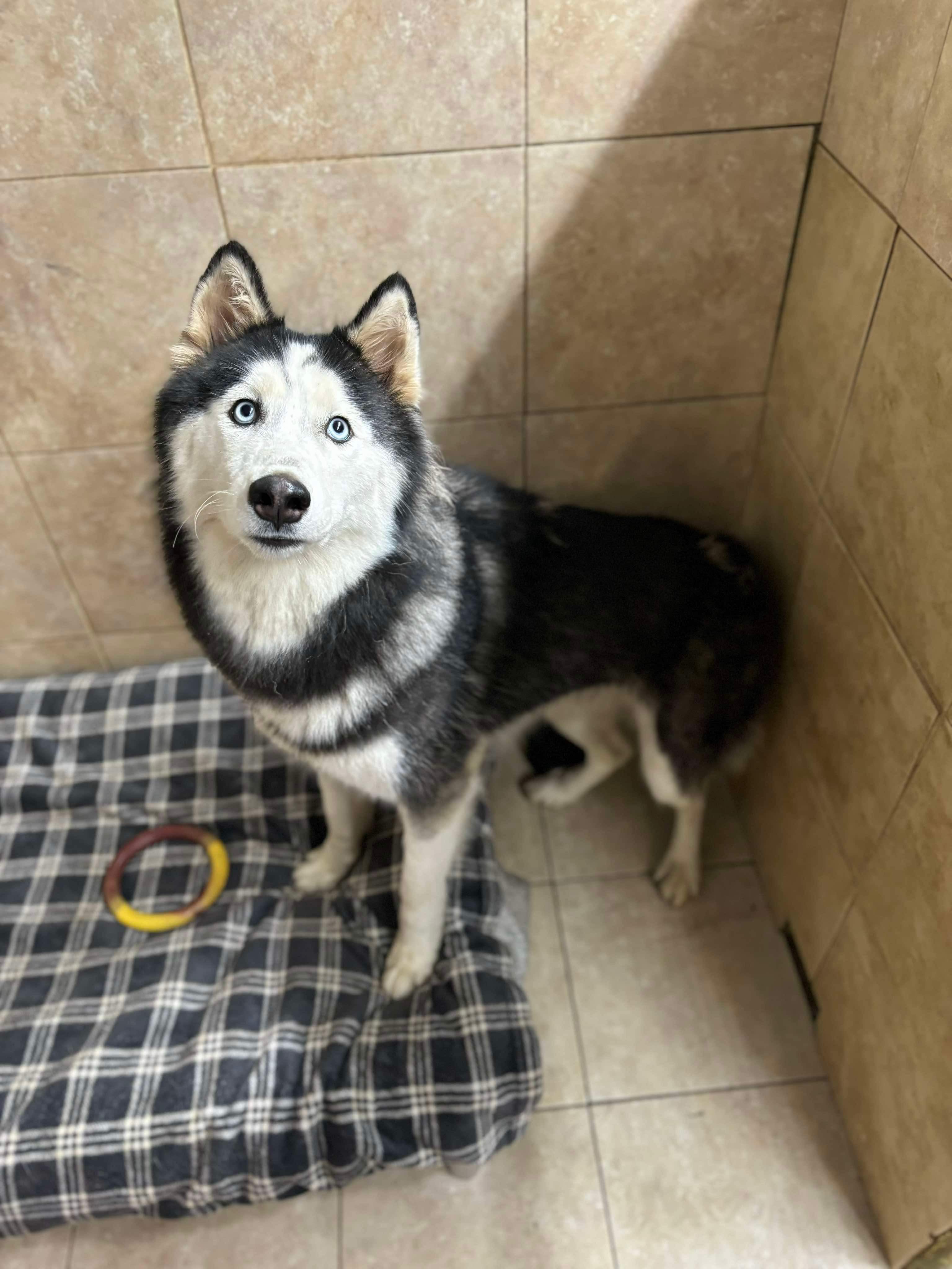 Sansa, a Adoptable Siberian Husky in Matawan, NJ image 1/3