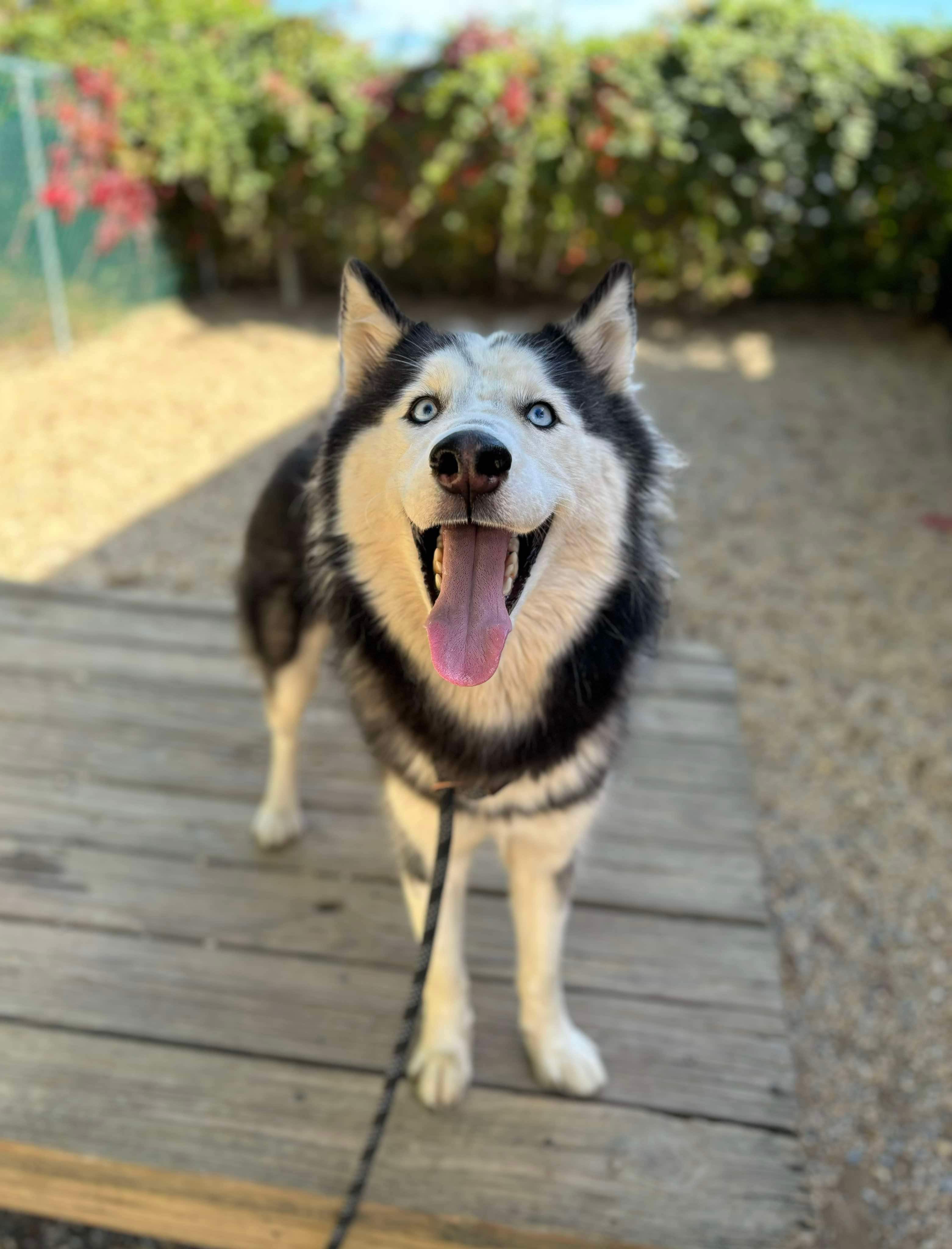 Sansa, a Adoptable Siberian Husky in Matawan, NJ image 2/3