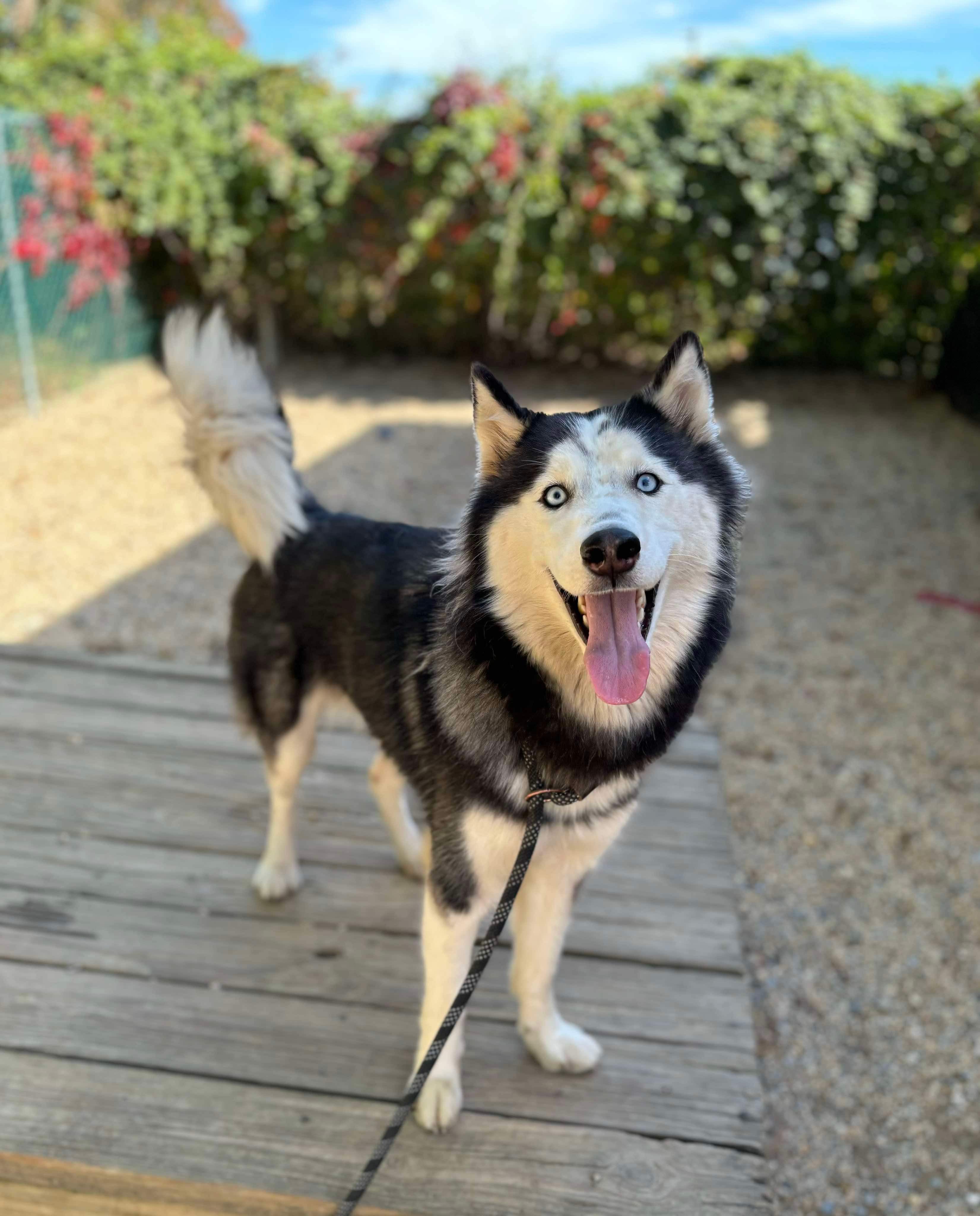 Sansa, a Adoptable Siberian Husky in Matawan, NJ image 3/3