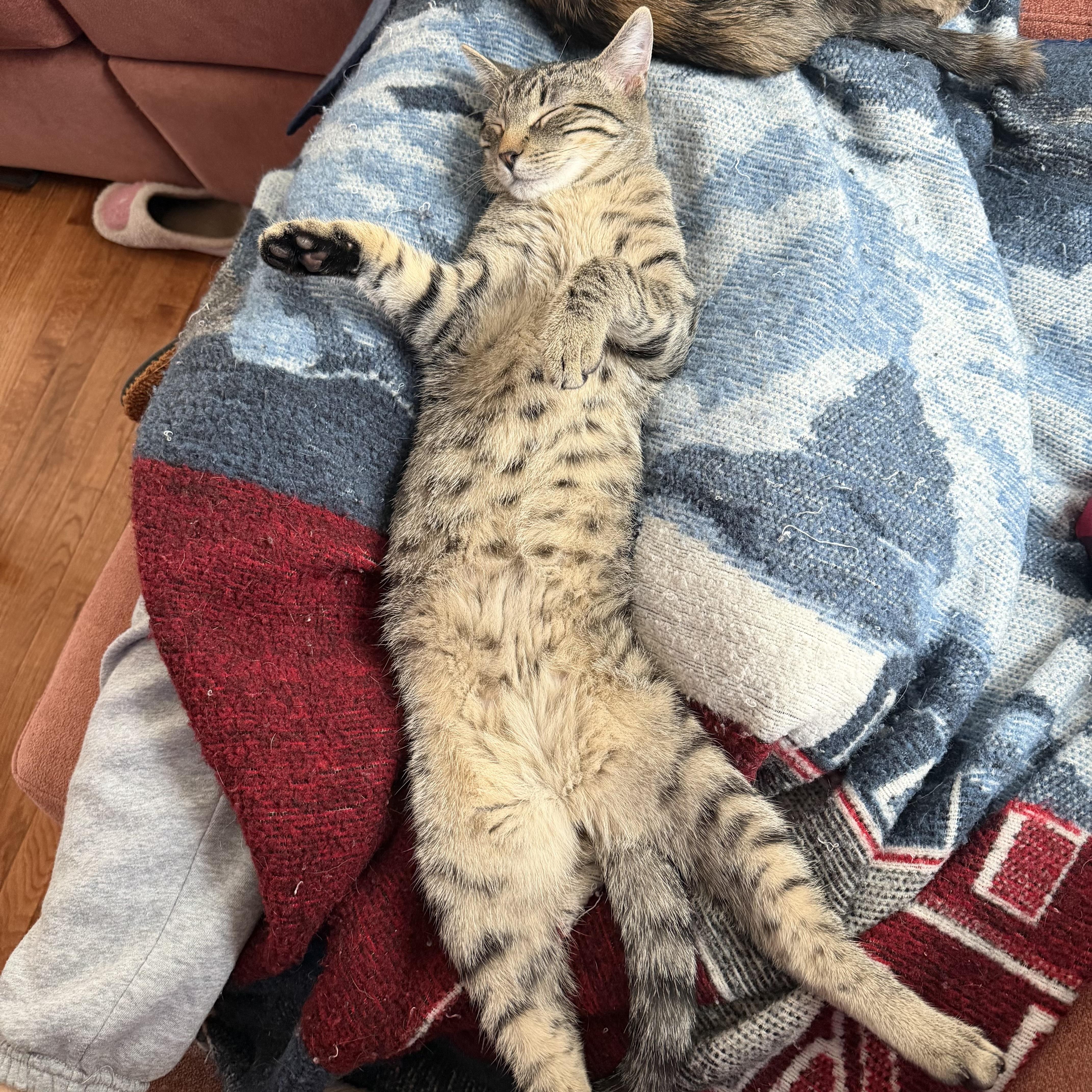 Enlarge Waz, a Adoptable Domestic Short Hair in Bethel , CT image 2/6