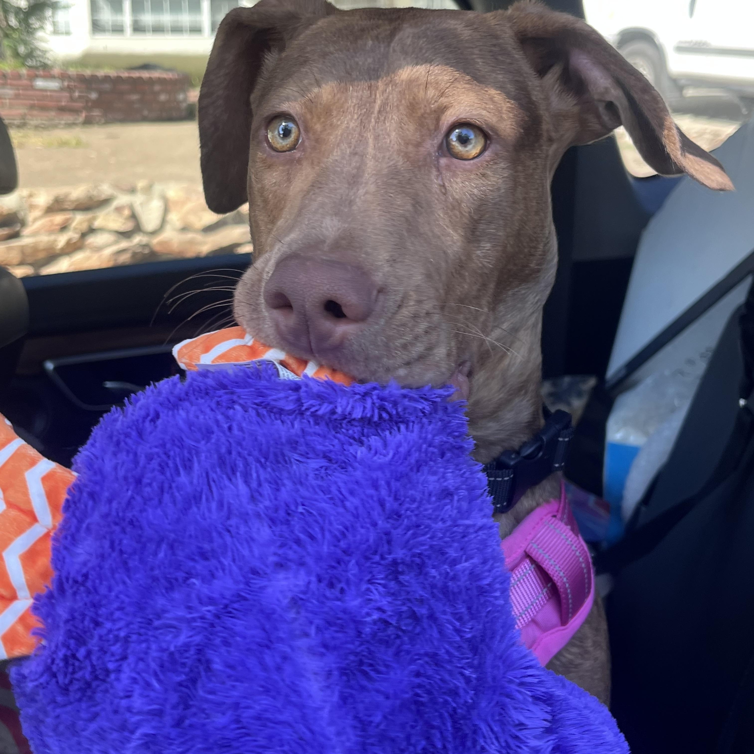 Enlarge Mango, a ADOPTABLE mixed breed in West Hollywood, CA image 6/6