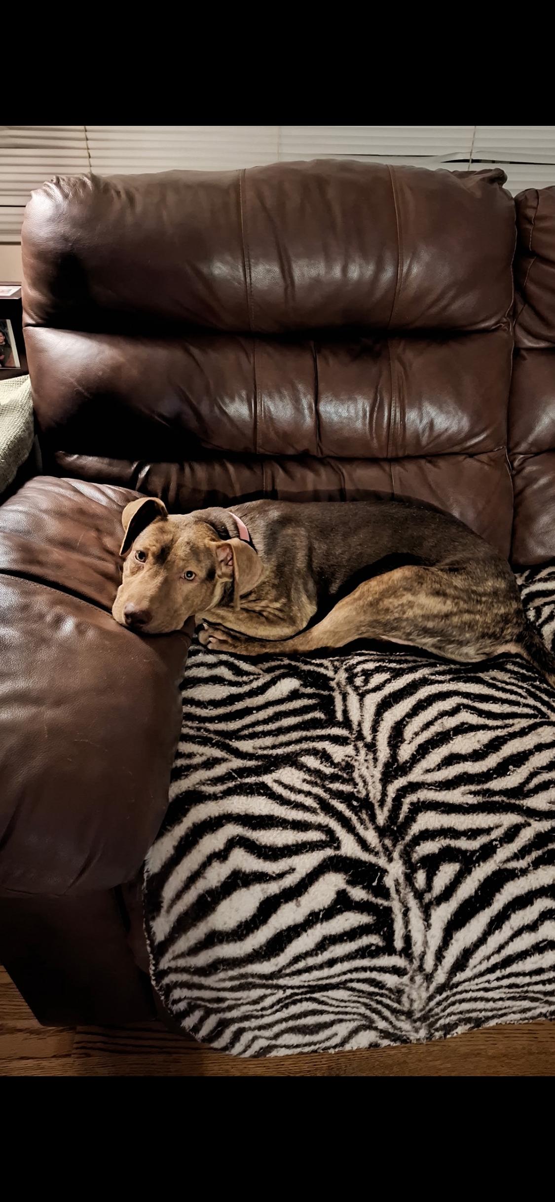 Mango, a ADOPTABLE mixed breed in West Hollywood, CA image 2/6