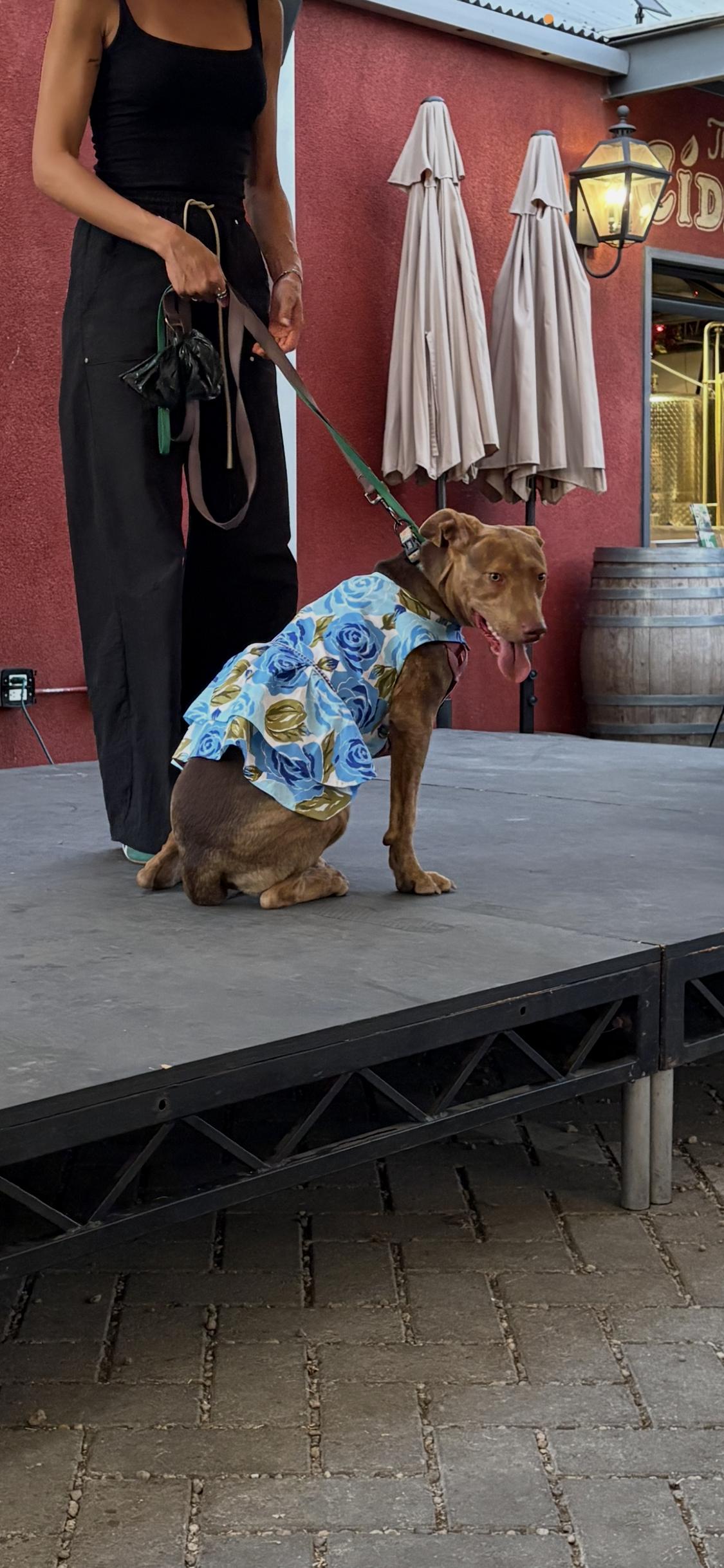 Enlarge Mango, a ADOPTABLE mixed breed in West Hollywood, CA image 2/6