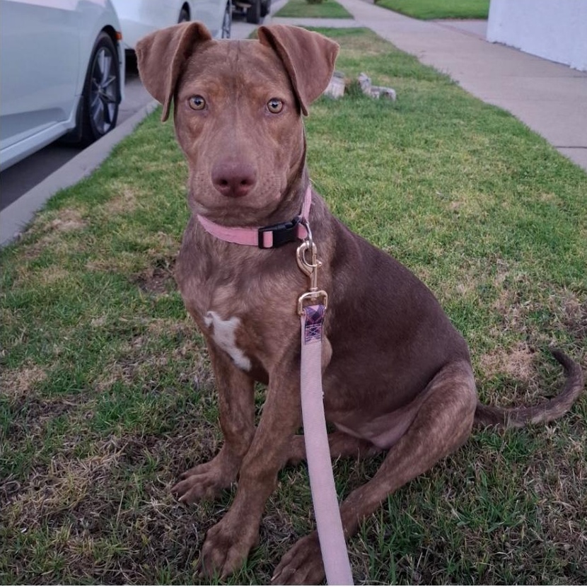 Mango, ADOPTABLE, Puppy Female Pit Bull Terrier & Dutch Shepherd.