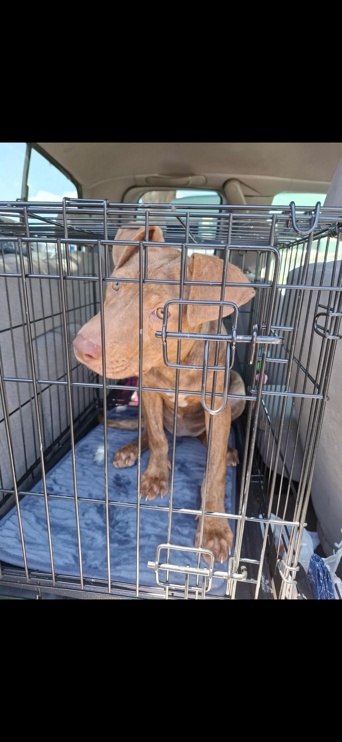 Mango, a ADOPTABLE mixed breed in West Hollywood, CA image 4/6