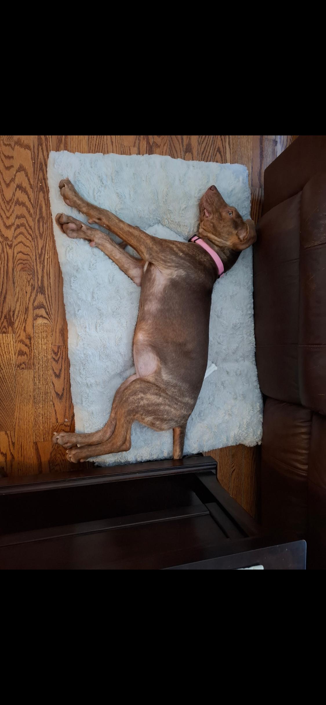 Mango, a ADOPTABLE mixed breed in West Hollywood, CA image 5/6