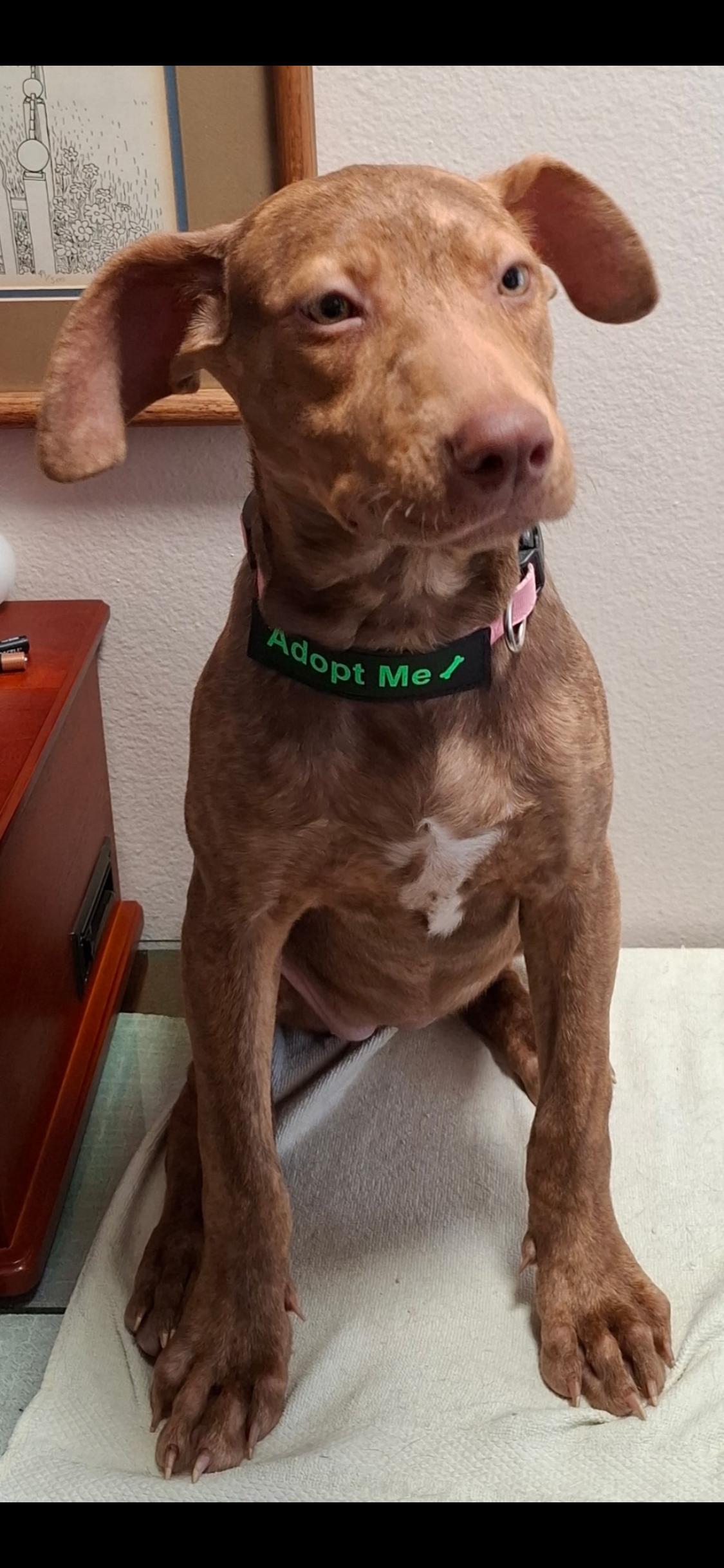 Mango, a ADOPTABLE mixed breed in West Hollywood, CA image 3/6