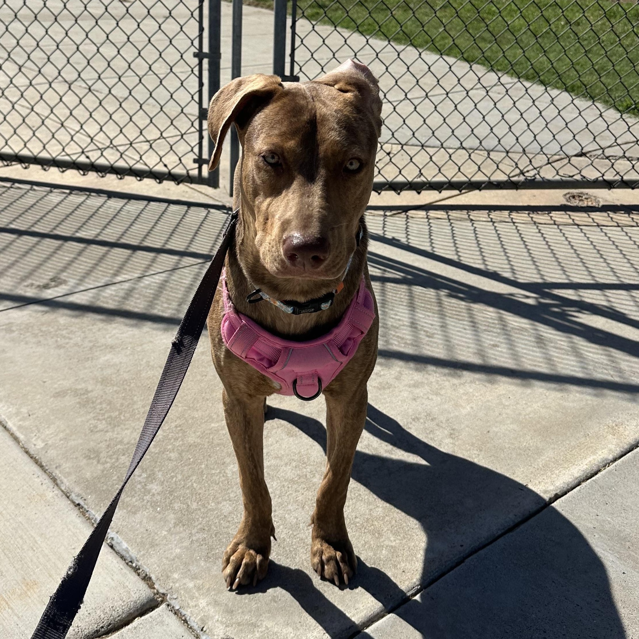 Enlarge Mango, a Adoptable mixed breed in Anaheim , CA image 2/6